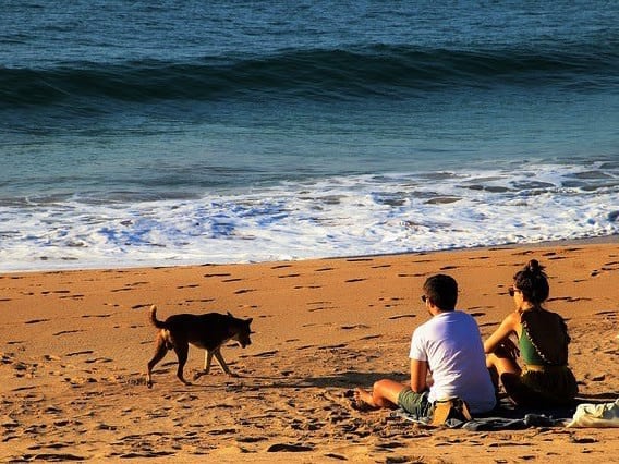dog-walk-on-beach